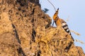 Hoopoe, Upupa epops, sitting on ground, bird with orange crest. Royalty Free Stock Photo