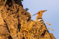 Hoopoe, Upupa epops, sitting on ground, bird with orange crest. Royalty Free Stock Photo