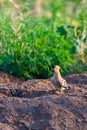 Hoopoe, Upupa epops, sitting on ground, bird with orange crest. Royalty Free Stock Photo