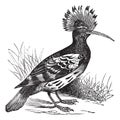 Hoopoe or Upupa epops vintage engraving