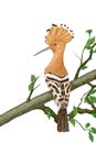 Hoopoe, Upupa epops on white background