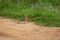 hoopoe or Upupidae bird on a forest track at keoladeo national park bharatpur bird sanctuary rajasthan india asia Royalty Free Stock Photo