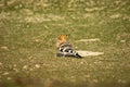 Hoopoe or Upupidae portrait perched on ground at forest of central india Royalty Free Stock Photo