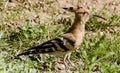 A common hoopoe