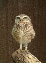 Hooting Owl 2 Royalty Free Stock Photo