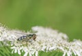 Hooverfly resting on flower Royalty Free Stock Photo