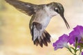 Hoovering Humming bird Royalty Free Stock Photo