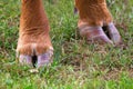 Hooves, artiodactyl close up - legs of cow