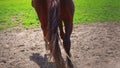 Hooves of the Brown Horse. Young brown horse with obstinate character runs in the paddock