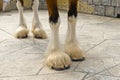 Hooves of Clydesdale horse