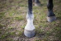 Hooves of a gray horse close-up. The animal stands on a green field