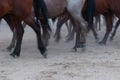 Horses hooves running in the dust Royalty Free Stock Photo