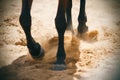 The hooves of a horse raise sand dust, which is illuminated by sunlight Royalty Free Stock Photo