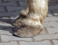 The hooves of a horse walking on the pavement