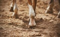 The hooves of unshod horses that walk on loose sand