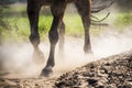 Hooves in Sand Dust Royalty Free Stock Photo