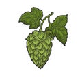 hop beer ingredient color sketch vector