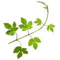 Hop branch with  group of green fresh leaves isolated on white background Royalty Free Stock Photo