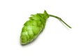 Hop cone isolated over white Royalty Free Stock Photo