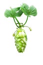 Hop cone isolated on white background. Green hop cones for beer and bread production, closeup Royalty Free Stock Photo