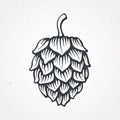 Hop cone. Vector illustration. Beer, pub and alcoholic beverage symbol. Clip-art for packaging, label, menu, signboard, showcase,