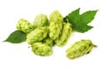 Hop cones