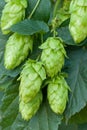 Hop cones