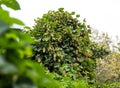 Hop cones on a bush, dark green blur natural background, selective soft focus Royalty Free Stock Photo