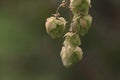 Hop cones close-up Royalty Free Stock Photo