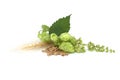 Hop cones and wheat grain over white background Royalty Free Stock Photo
