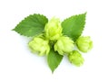 Hop cones Humulus isolated closeup on white background