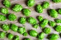 Hop cones Humulus Lupulus