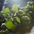 Hop cones with leaves Royalty Free Stock Photo