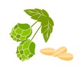 Hop cones and malt flat vector illustration