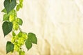 Hop cones, place for text Royalty Free Stock Photo