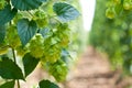 Hop cones - raw material for beer production,