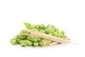 Hop cones and spikelets isolated on white Royalty Free Stock Photo