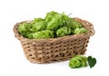 Hop cones in a straw basket on a white background. Green fresh hop cones for making beer and bread closeup. Hops are