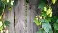 Hop cones on wooden vertical background.