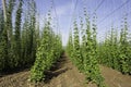 Hop crop rows and blue sky