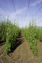 Hop crop rows and blue sky