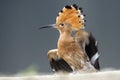 Hop, Eurasian Hoopoe, Upupa epops