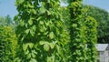 Hop farm - brewing raw materials. Green hops plants creep along the pillars