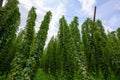 Hop farm field agricultural yard fully grown hops plant vines