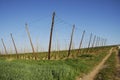 Hop field