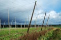 Hop field Royalty Free Stock Photo