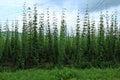 Hop field in the Tarnava Mare river valley in Rora. Royalty Free Stock Photo