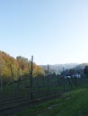 Hop field on sunny autumn day Royalty Free Stock Photo