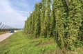 Hop fields