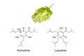 Hop flower and chemical formula of humulone and lupulone